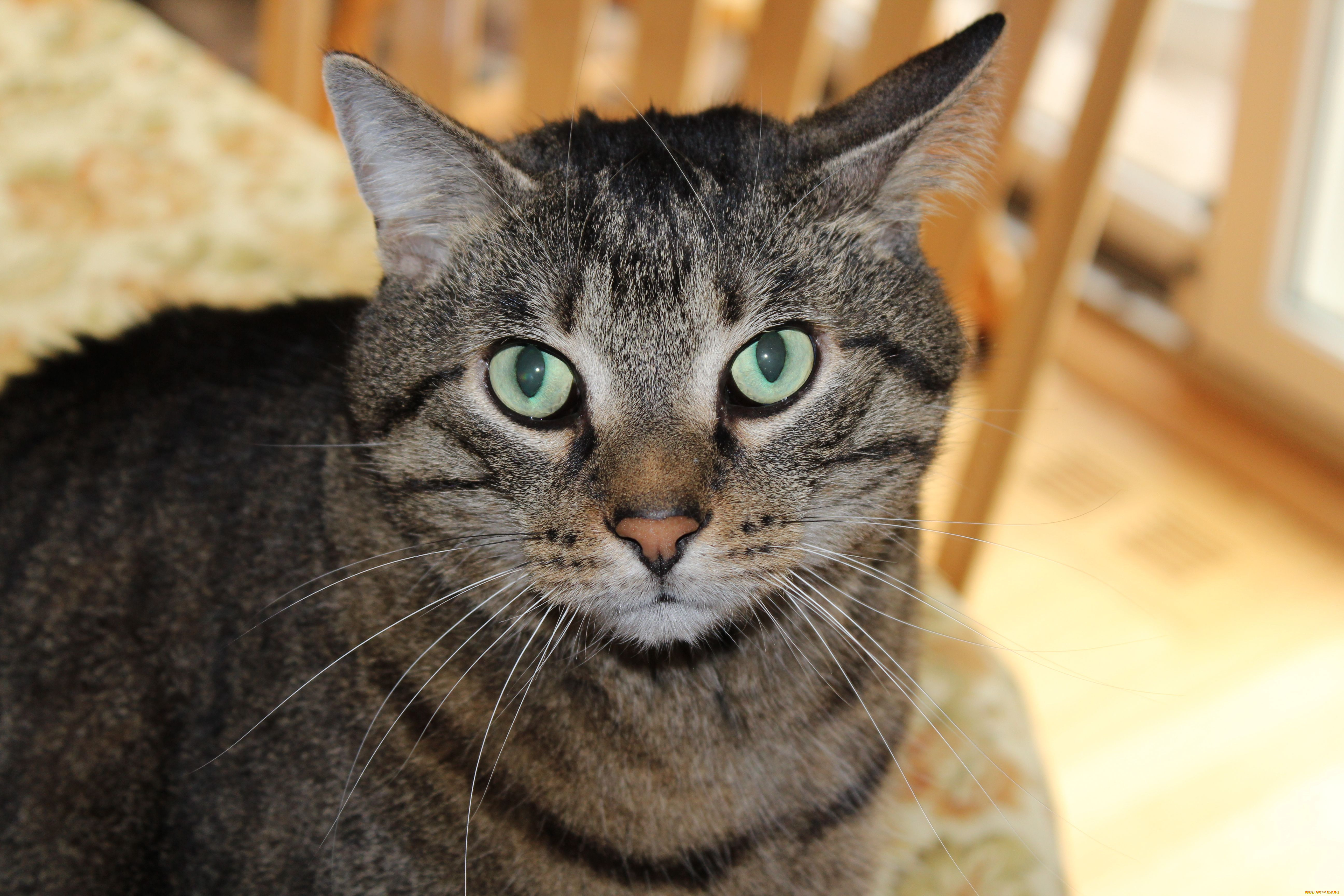 , , cat